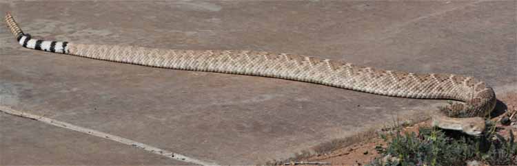 snake